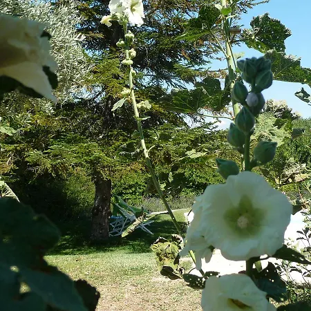 Coda L'olivier *